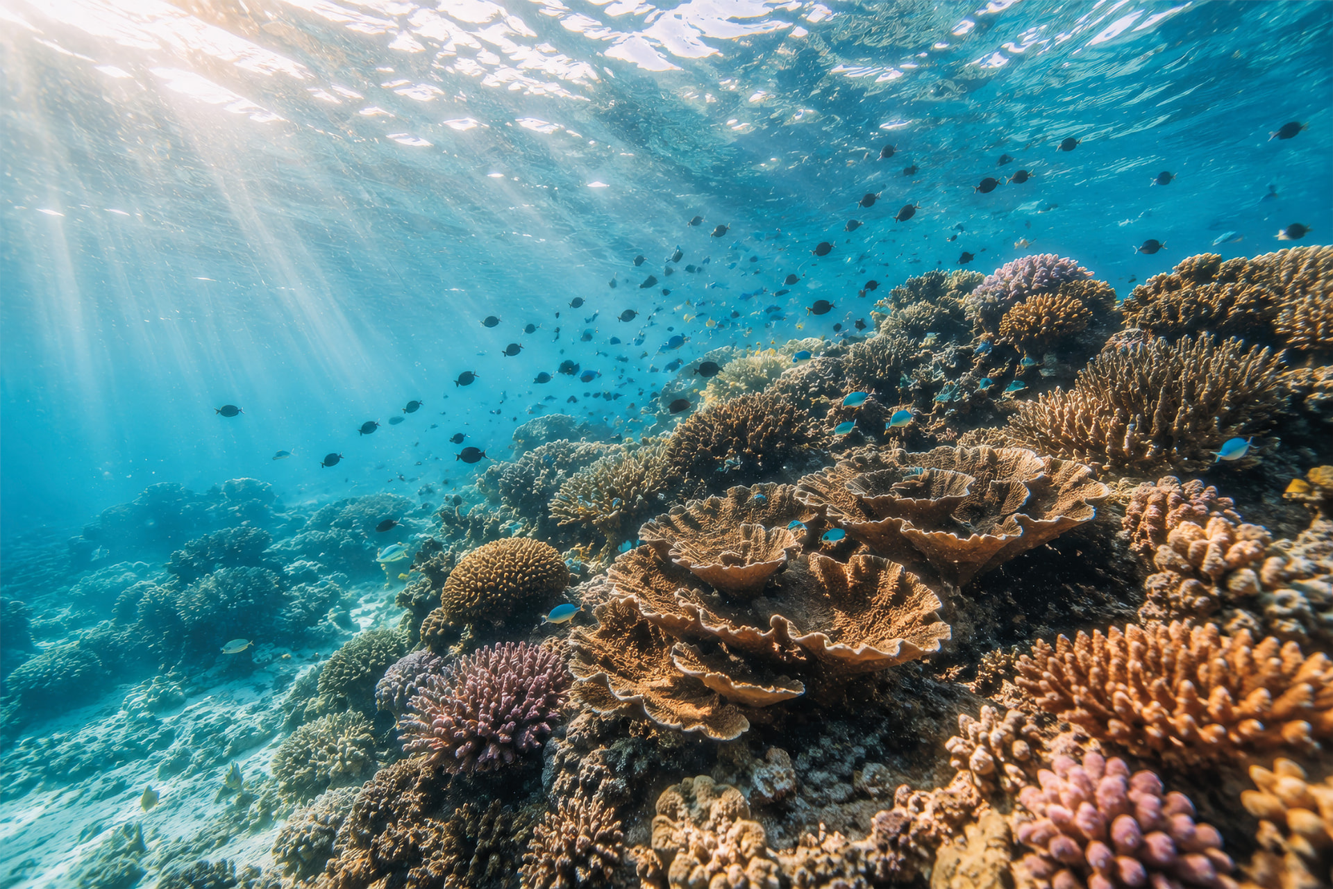 Sunlit coral reef teeming with fish beneath the ocean surface